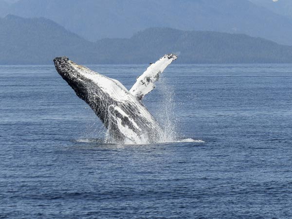 Whaling attacks